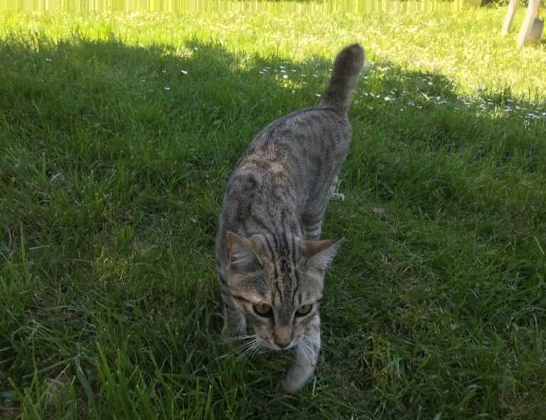 lightniteone new version for pc