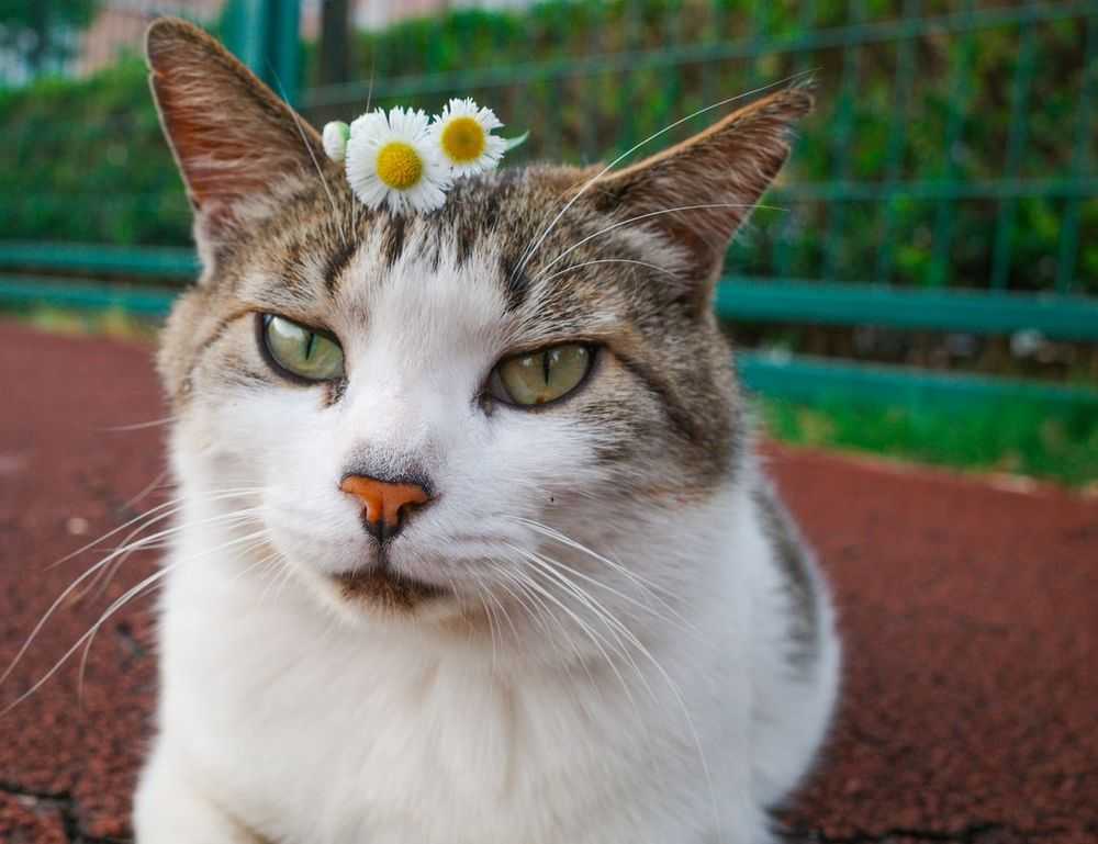 valan slap845 on mac