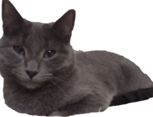 gaming world digitalrgsorg