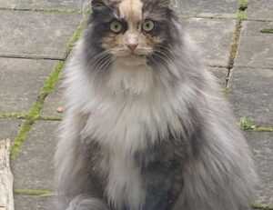 tech articles digitalrgsorg