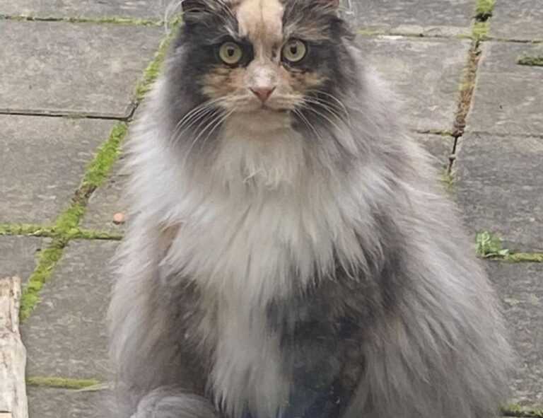 tech articles digitalrgsorg